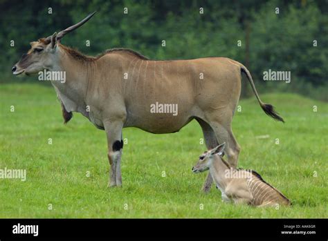 The Baby Eland Hi Res Stock Photography And Images Alamy