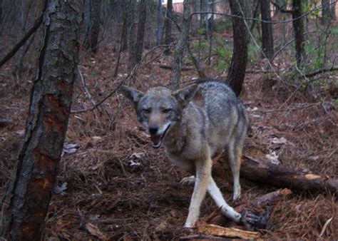 Officials On The Prowl For Coyotes After Sightings Reported East