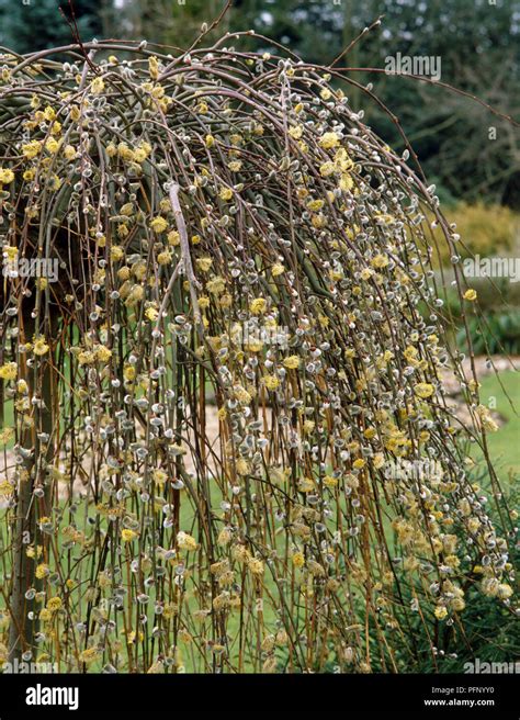 salix caprea kilmarnock kilmarnock willow weeping shrub showing yellow furry flowers stock