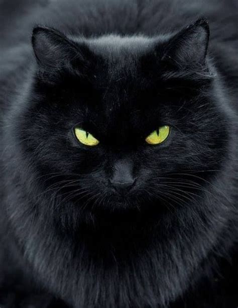 A Beauty Black Catsnot Just For Halloween