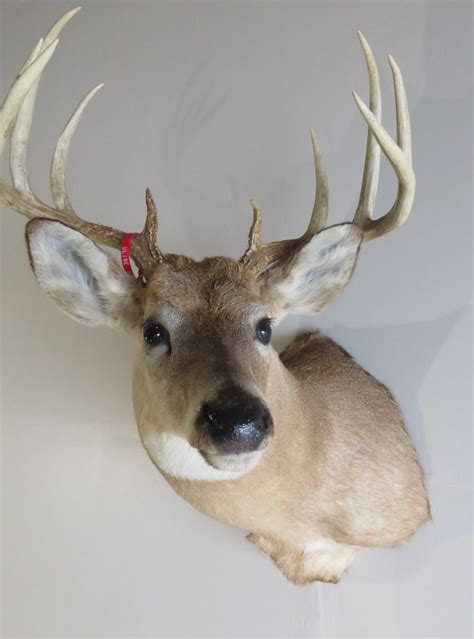 Whitetail Deer Shoulder Mount Dw 112 Mounts For Sale