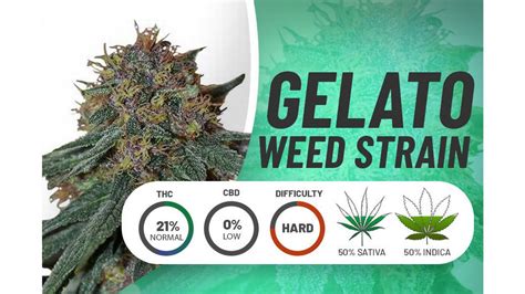Gelato Strain Information In 2024 Potency Effects And Reviews Fresno Bee
