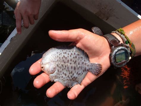 Ever Seen A Hogchoker Flatfish Photo Picture