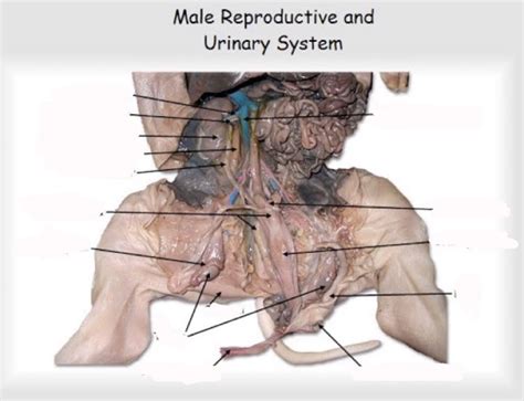 Aff Lab Male Reproductive System Diagram Quizlet