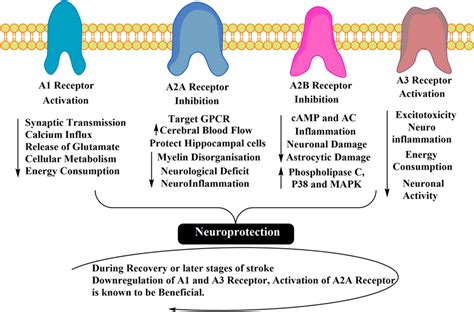 Understanding The Role Of Adenosine Receptors Different Adenosine