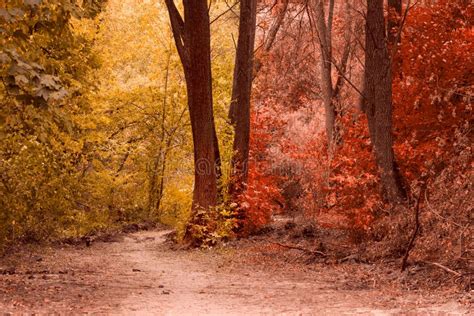 Magical Autumn Forest Is Very Beautiful Stock Image Image Of
