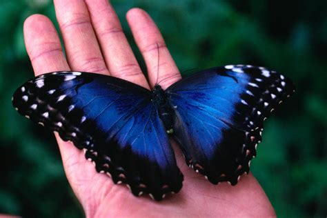 The Iridescent Blue Morpho Butterfly Biological Science Picture