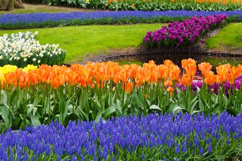 Spring In Garden Free Stock Photo Public Domain Pictures