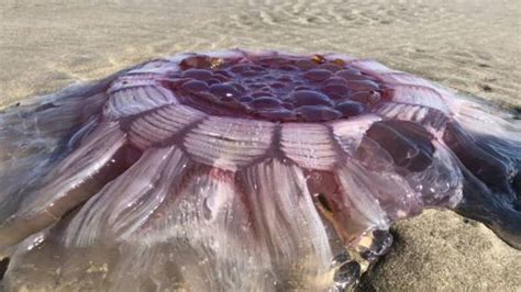 Nz Lions Mane Jellyfish Washes Up On Auckland Beach