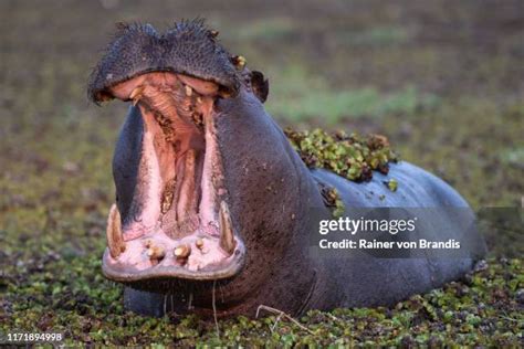 hippopotamus teeth photos and premium high res pictures getty images