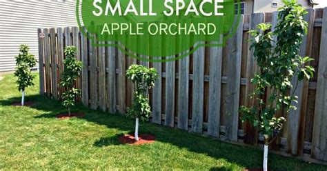 Traditionally orchards were planted in rows or sets which makes it easier to map your trees as well as allowing for easier mowing and fruit collection and means each tree receives an even amount. How to Grow a Small Space Apple Orchard with Urban Apples ...