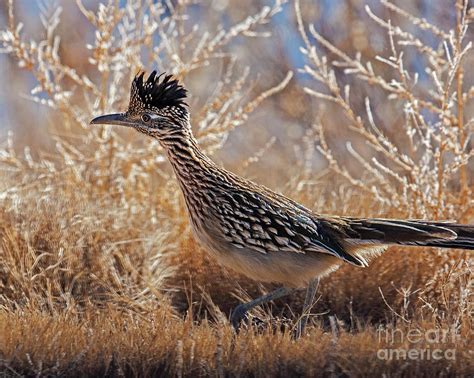 Greater Roadrunner Photograph By Dale Erickson Fine Art America