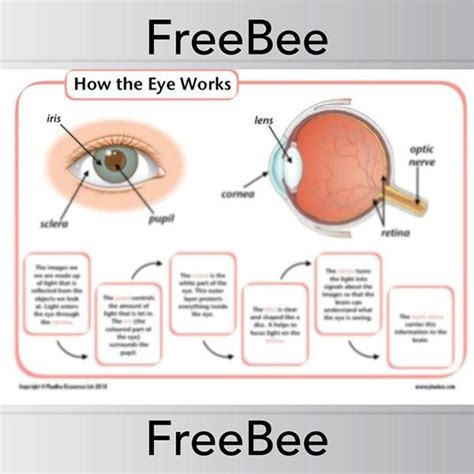 How The Eye Works Diagram And Worksheets Science Lessons Science