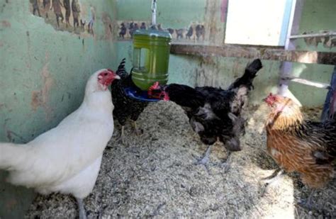 Backyard Flocks At Risk In Return Of Highly Contagious Fatal Disease