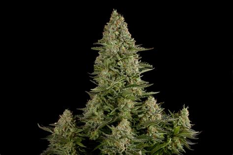 White Widow Buy White Widow Feminized Cannabis Seeds