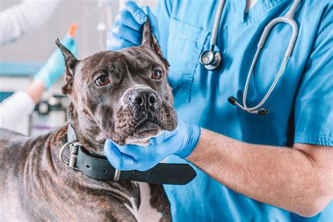 Lumps On Dogs How To Know When To Worry And What To Expect At The Vet