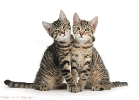 Tabby Kittens Sitting Together Photo Wp35726