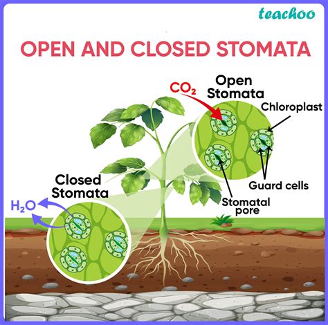 Nutrition In Plants Class 10 Modes Process Teachoo