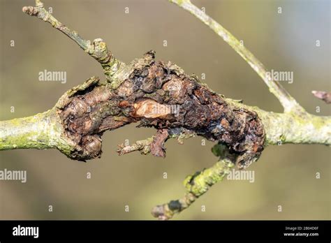 Close Up Of Canker On An Apple Tree Stock Photo Alamy