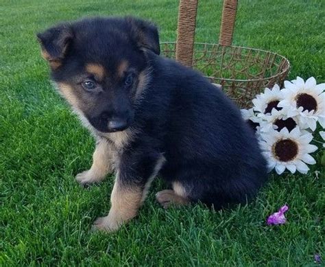 German Shepherd Puppies For Sale Seattle Wa 214389