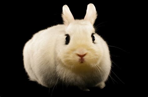 How big do hoto bunnies get? Dwarf Hotot