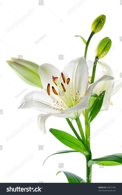 Photo De Stock De Beautiful White Lily Flowers Isolated On Modifier