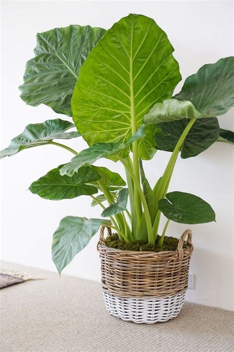 13 Best Large Foliage Houseplants Indoor Plants With Big