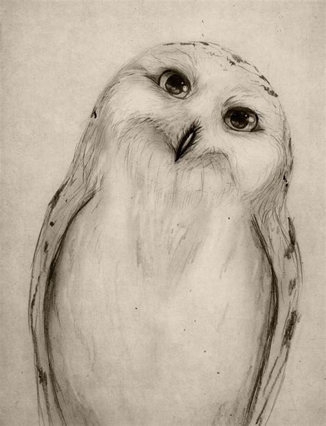 Snowy Owl Sketch Art Print Owls Drawing Animal Drawings Drawing