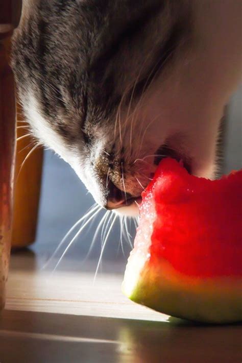Product name tasty watermelon concentrated juice factory price shelf life 24 months ( aluminium can) 18 port cat lai port, ho chi minh city, vietnam. Cats get thirsty too even if they are not really fans of ...