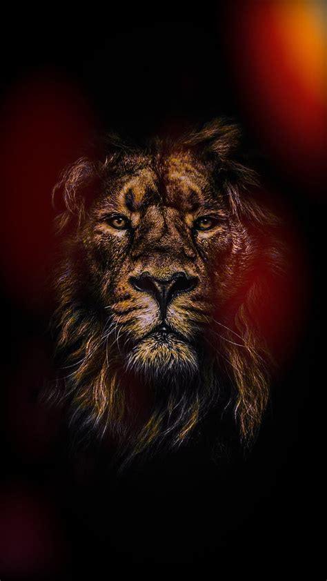 Lion Lions Strong Hd Phone Wallpaper Peakpx