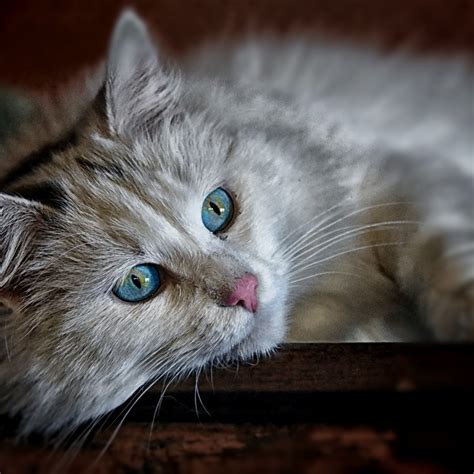 Beautiful White Cat With Blue Eyes Hd Wallpaper