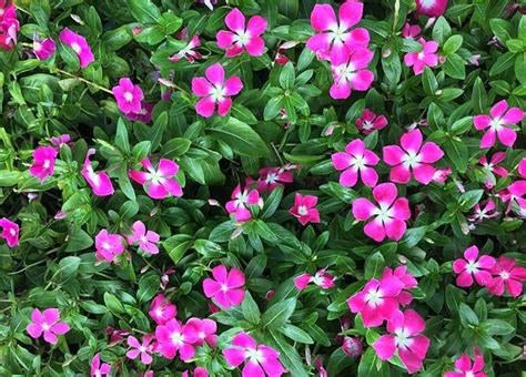 They just love their spot on the sunny. Flowers that Bloom Year-Round in Florida | 11 popular ...