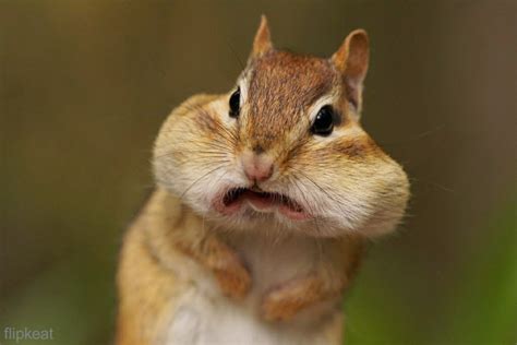 22 Hilarious Photos Of Animals Making Funny Faces