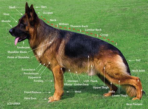 Droll World Biggest German Shepherd Dog L2sanpiero