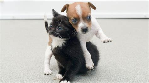 Kitten And Puppy Become Best Friends Cbbc Newsround
