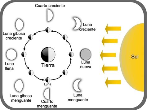 Las Fases De La Luna Y El Ciclo Lunar Diferenciador