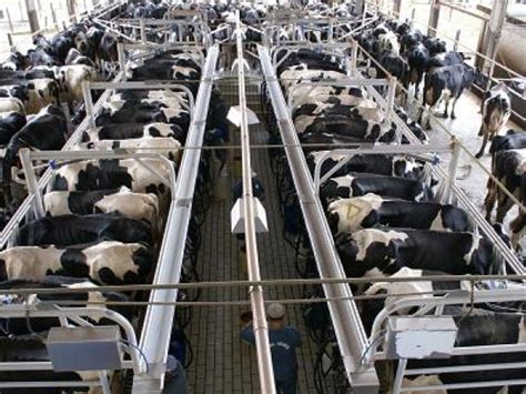 Dairy Cows Factory Farms