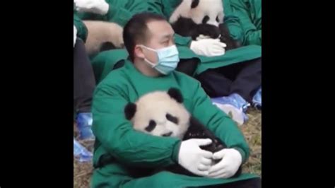 Did You Know That Panda Cuddler Is A Job Youtube