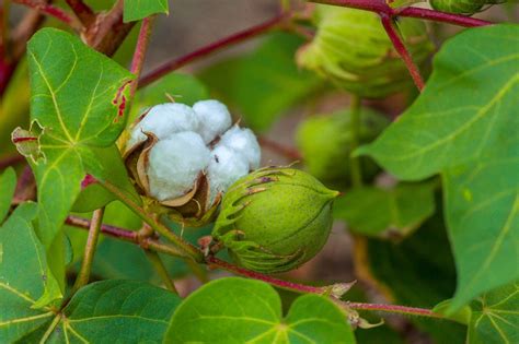 Cotton Plant