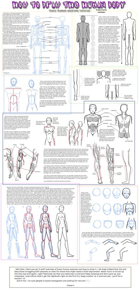 Anatomy Tutorial By Odduckoasis On Deviantart