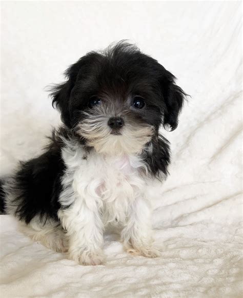 Looking for the best wallpapers? Tiny Teacup Malti Poo Puppy for sale - dainty lil baby doll pup | iHeartTeacups