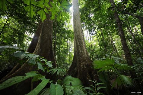 Английская версия основных текстов, переведенных выше: How can we save rainforests?