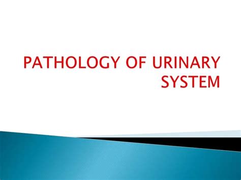 Pathology Of Urinary System Ppt