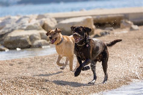 Two Dogs Running On A Beach Photograph By Guido Sobbe