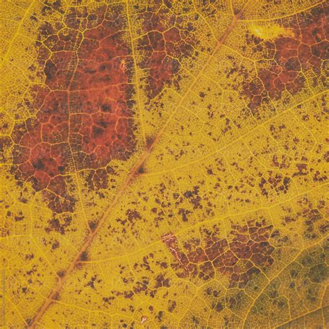 Decaying Autumn Leaf By Stocksy Contributor Ryan Matthew Smith