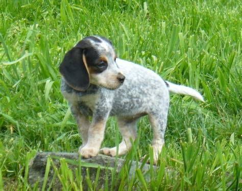 Well you're in luck, because here they come. Bluetick Beagles For Sale In Nc