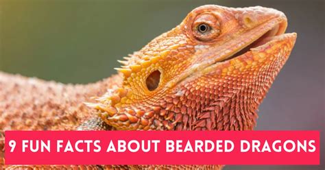 9 Fun Facts About Bearded Dragons