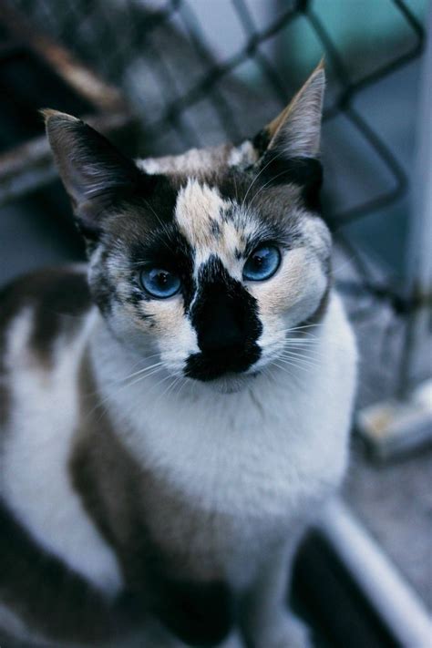 63 Best Cats With Strange Markings Images On Pinterest Kitty Cats