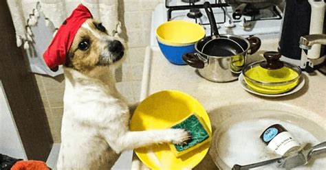 Hilarious Photos Of Dogs Who Are Quite Convinced They Are Humans