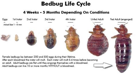 Two Species Of Bed Bug Occur In Australia Cimex Lectularis And Cimex